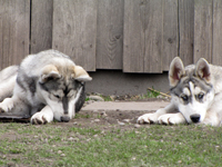 Huskies Erleben